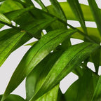 Parlor Palm Bamboo Stylish & Low Maintenance