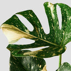Monstera Thai Constellation – Easy Care Houseplant